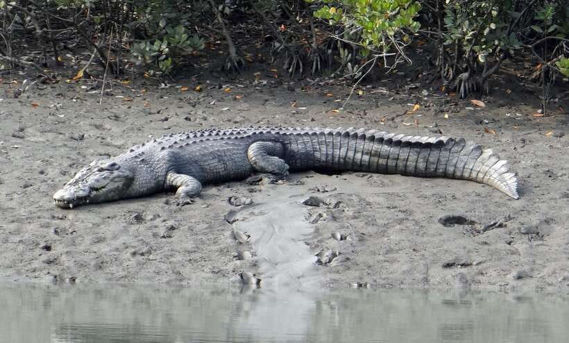 Sri Lanka Bentota: Private Mangrove Lagoon and River Cruise - Watching for crocodiles below the surface