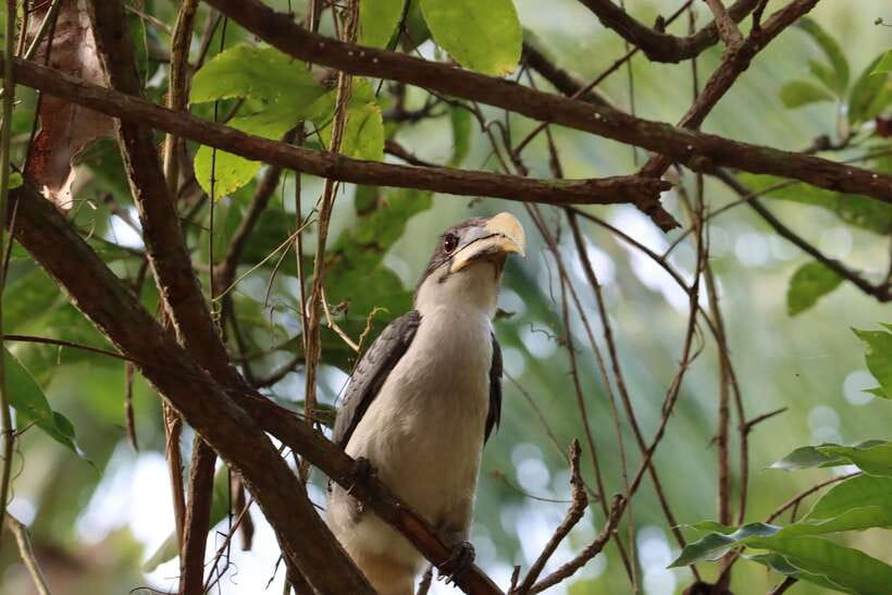 Sri Lanka Bentota: Private Mangrove Lagoon and River Cruise - Looking above the water for birds and monkeys