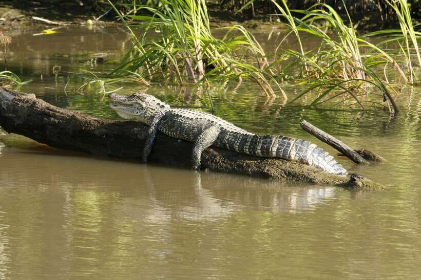 Sri Lanka Bentota: Private Mangrove Lagoon and River Cruise - Who will enjoy this river safari most