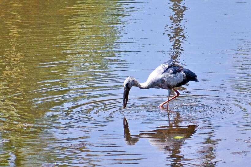 Sri Lanka Bentota: Private Mangrove Lagoon and River Cruise - Entering the dense mangrove lagoon