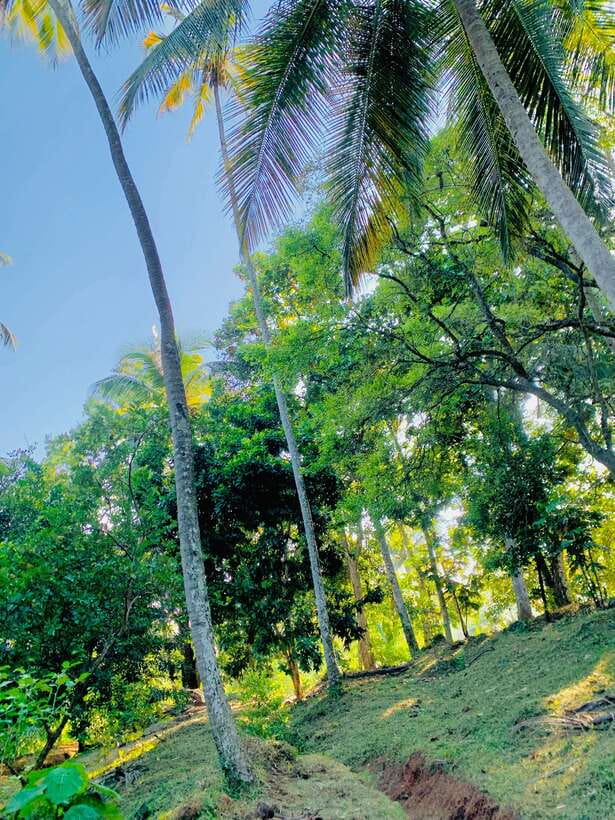 Sri Lanka: Ceylon Cinnamon Experience & Spice Garden Tour - Is $20 a Fair Price?