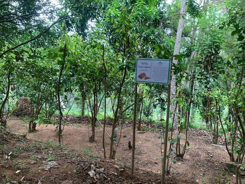 Sri Lanka: Ceylon Cinnamon Experience & Spice Garden Tour - Who Will Enjoy This Farm Visit
