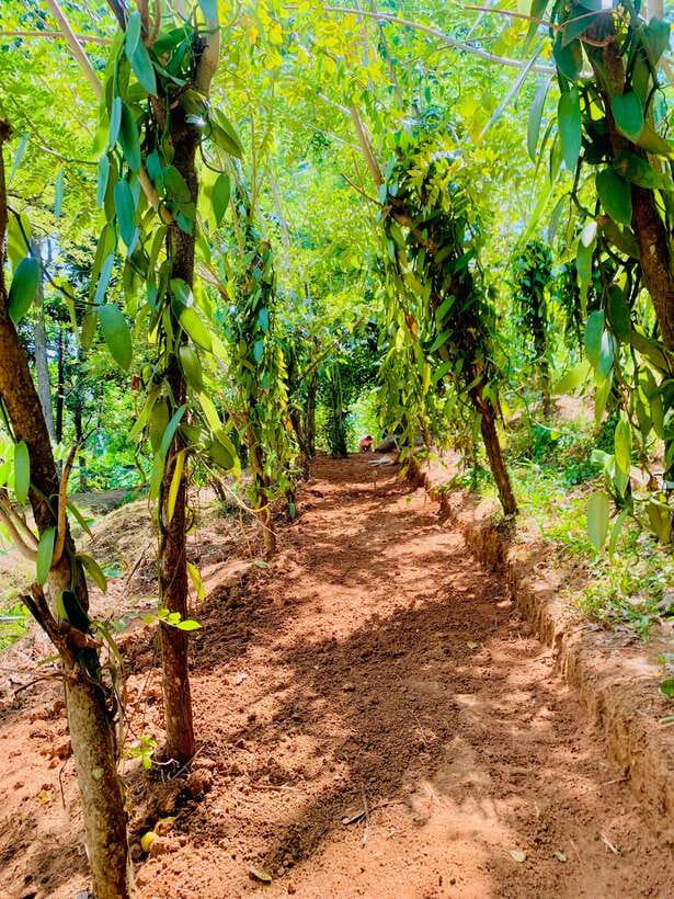 Sri Lanka: Ceylon Cinnamon Experience & Spice Garden Tour - Walking Through Cinnamon, Pepper, Cloves, and Cardamom