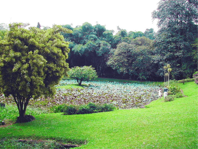 Sri Lanka Cultural Triangle Private 2-Day Tour+Wildlife Tour - Kandy brings the sacred focus back