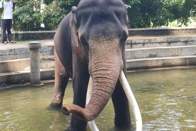 Sri Lanka Driver's and Guide with Luxury Cars - Kandy’s Temple of the Sacred Tooth Relic