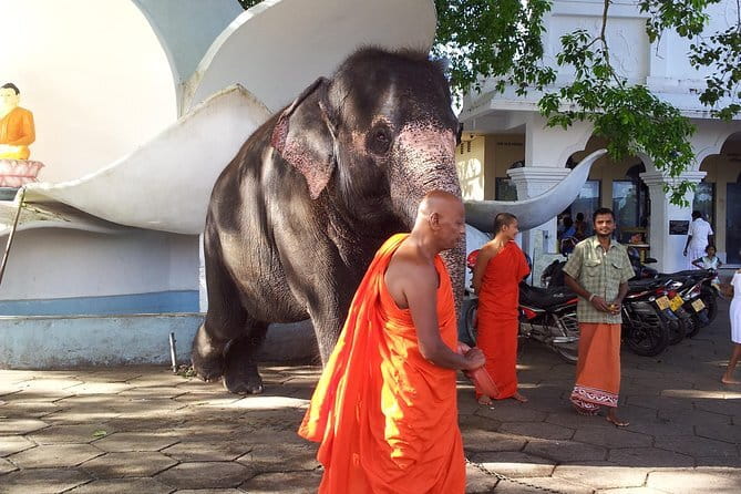 Sri Lanka Ella Private Day Tour Nine Arch & Elephant transit home - Comfort, guides, and the practical value of private transport