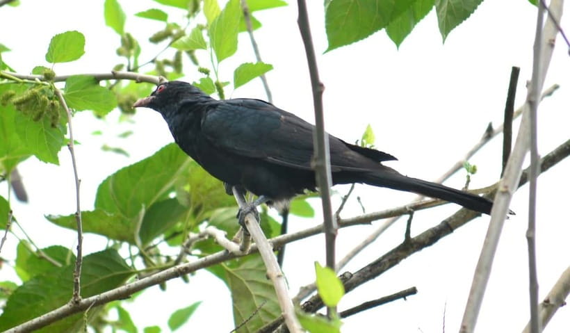 Sri Lanka Green Bless- 2-day Private Trip To Enjoy Nature - Key points at a glance