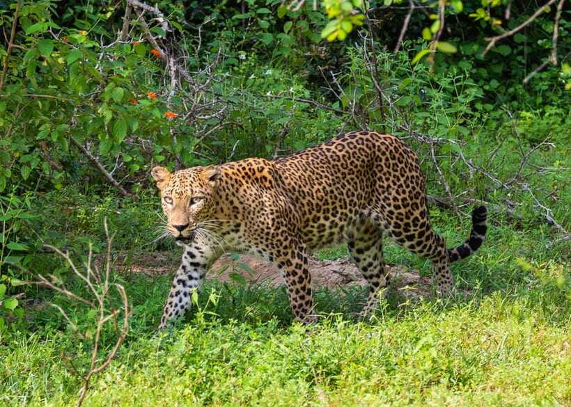 Sri Lanka Green Bless- 2-day Private Trip To Enjoy Nature - What the $298 price really covers