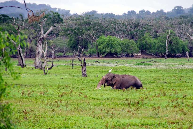 Sri Lanka Green Bless- 2-day Private Trip To Enjoy Nature - Overnight near Tissamaharama and Yala
