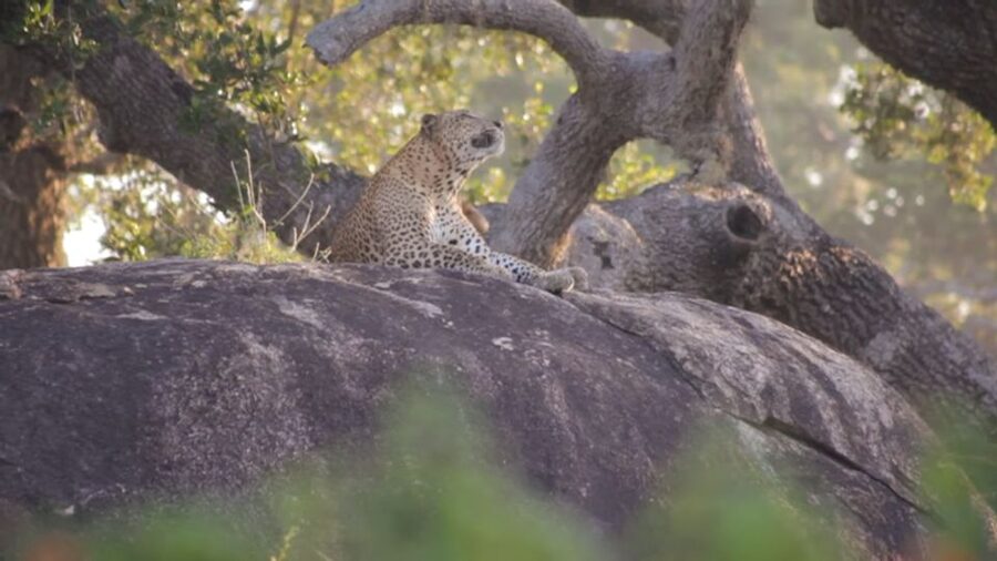 Sri Lanka Green Bless- 2-day Private Trip To Enjoy Nature - Yala before sunrise