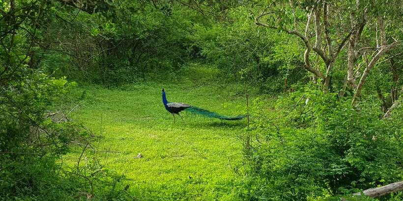 Sri Lanka Nature, culture, history and wildlife in 4 days - My booking advice