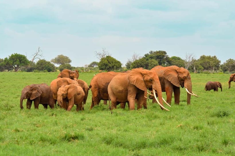 Sri Lanka Nature, culture, history and wildlife in 4 days - Day 2: Dambulla, Sigiriya, and a four-hour safari