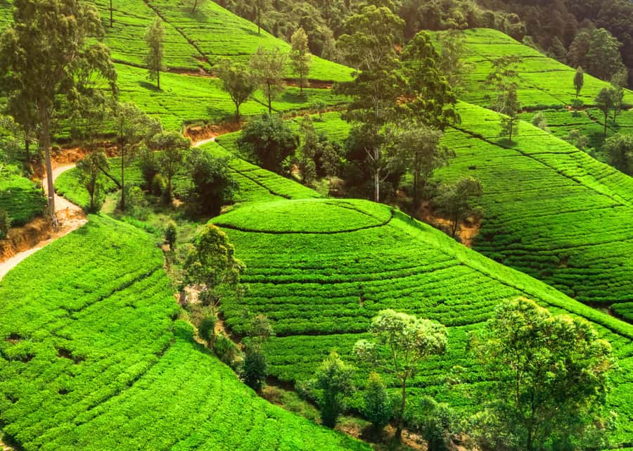 Sri Lanka Private 2-day Tour:Train Trip, Kandy, Nuwara Eliya - What the $275 price gets you