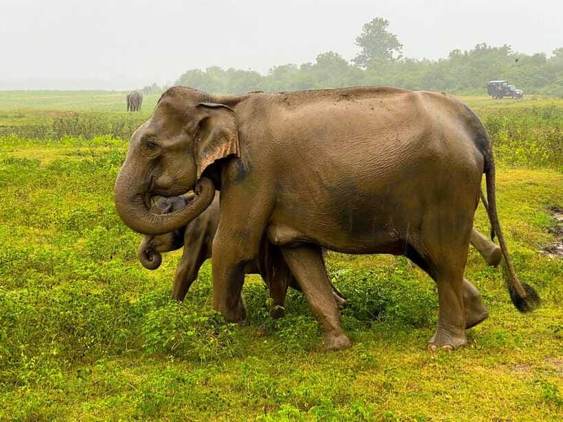 Sri Lanka Private 8-day Tour; Transport, Guide, Hotels, Food - Day 3: Dambulla and the road to Kandy