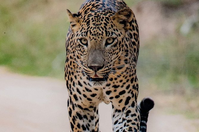 Sri Lanka private tour package 9 night 10 Day with driver+vehicle+accommodations - Why this route works for a first visit