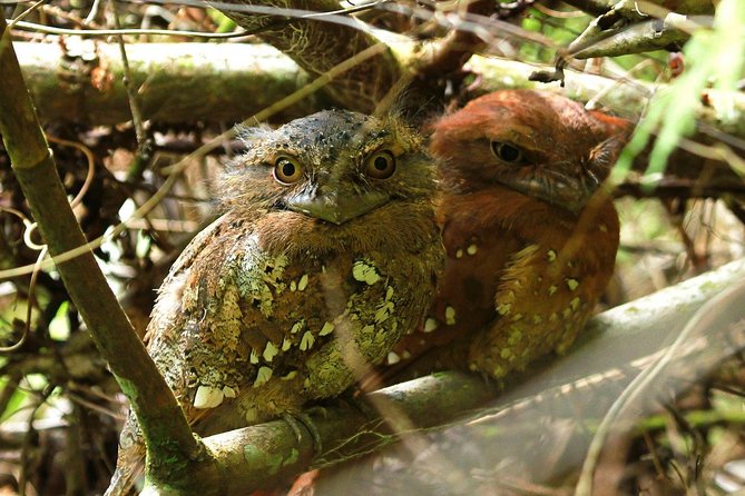 Sri Lanka Sinharaja Rain Forest Tour with Transport - Waterfalls and the best photo stops