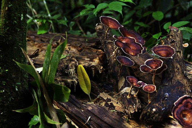 Sri Lanka Sinharaja Rain Forest Tour with Transport - A private guide makes the difference