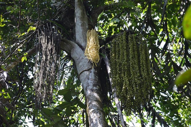 Sri Lanka Sinharaja Rain Forest Tour with Transport - What the $98 price really covers