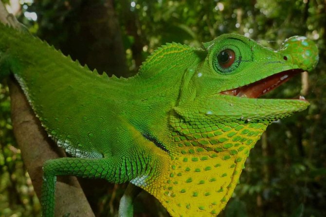 Sri Lanka Sinharaja Rain Forest Tour with Transport - Who will enjoy this outing most