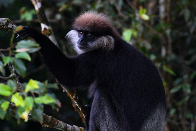 Sri Lanka Sinharaja Rain Forest Tour with Transport - Three hours walking under the rainforest canopy