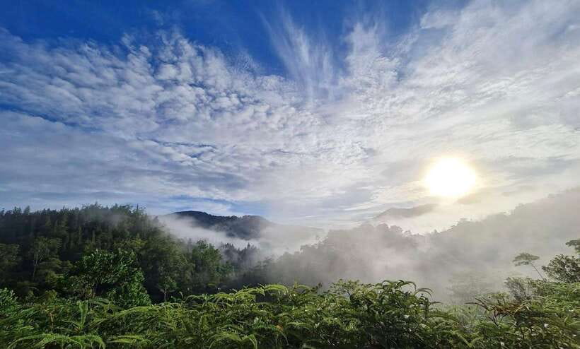Sri Lanka : Sinharaja Rainforest Guided Trek with Pickup - A Forest Walk Built Around Small Finds