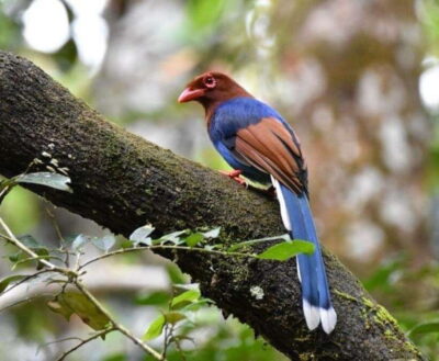 Sinharaja Rainforest Guided Trek with Pickup