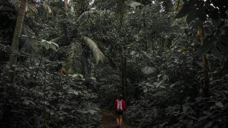 Sri Lanka: Sinharaja rainforest tour from Colombo, Bentota - Birdwatching in one of Sri Lanka’s special forests