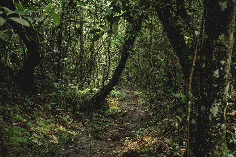 Sri Lanka: Sinharaja rainforest tour from Colombo, Bentota - What the $195 price really covers