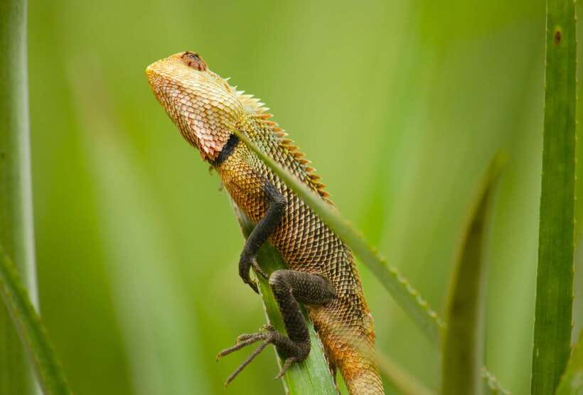 Sri Lanka: Sinharaja rainforest tour from Colombo, Bentota - The practical demands of a rainforest walk