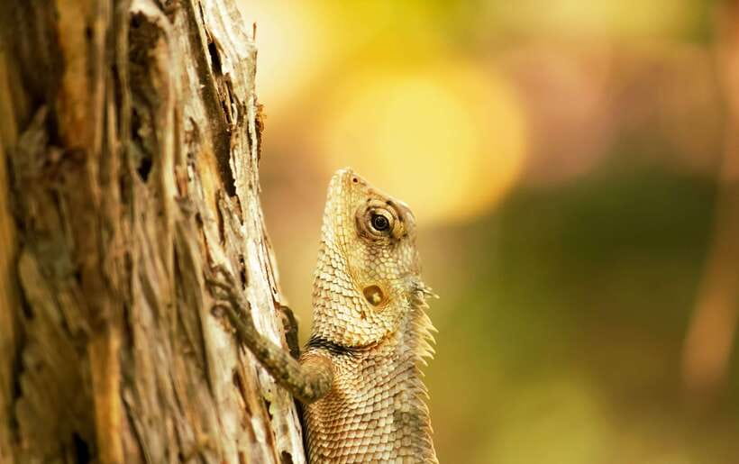 Sri Lanka: Sinharaja rainforest tour from Colombo, Bentota - Who will enjoy this Sinharaja day trip