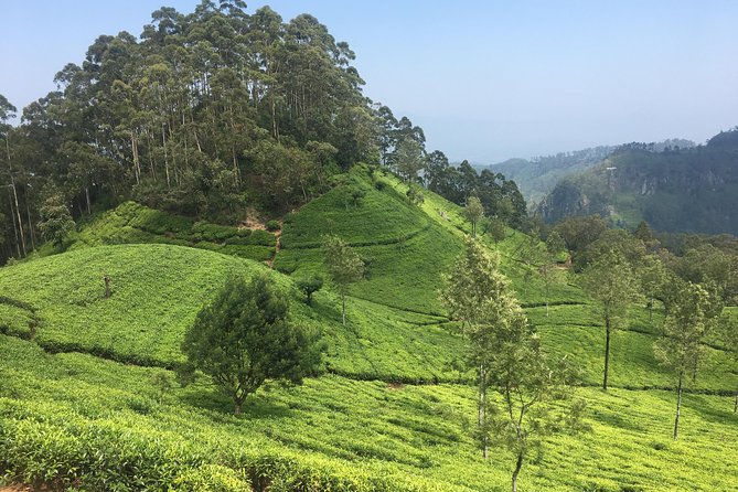 Sri Lanka Tour in 8 Days - Day 4: Waterfalls and Sri Lanka’s tea country
