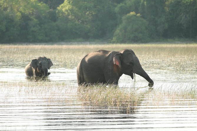 Sri Lanka tours 12-Day wildlife Tour with driver,Car or Van and accommodations - Days 2 and 3: Wilpattu, Anuradhapura, Sigiriya, and elephants