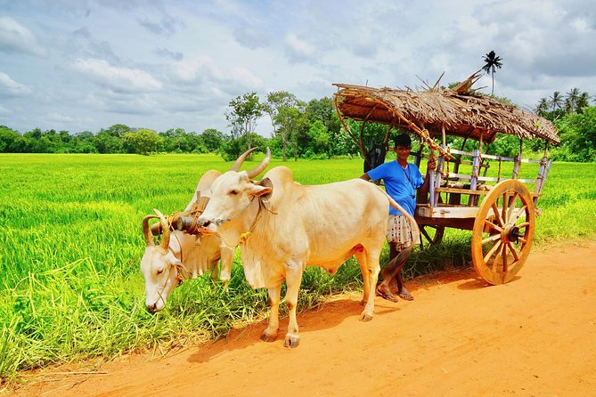 Sri Lanka Travel in 08 Nights 09 Days - Day 3: Four hours among elephants at Minneriya