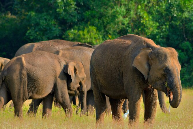 Sri Lanka Unveiled: 12 Nights Complete Experience Package - Key points to know before booking
