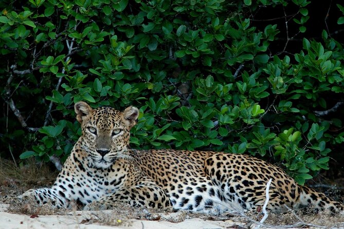 Sri Lanka Unveiled: 12 Nights Complete Experience Package - Sigiriya village life and the climb to Lions Rock