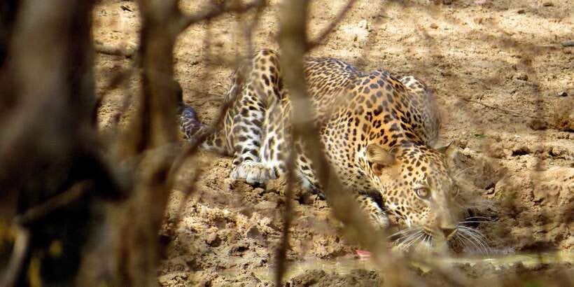 Sri Lanka: Yala National Park Private Safari - Key points at a glance