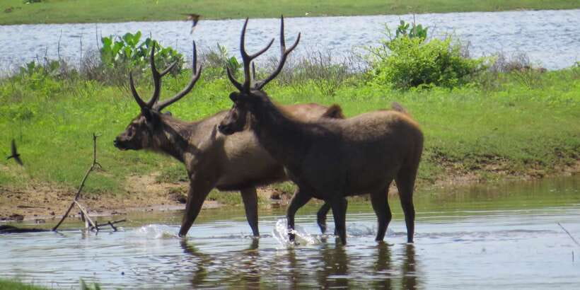Sri Lanka: Yala National Park Private Safari - Why Yala works for a short private safari