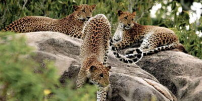 Yala National Park Private Safari