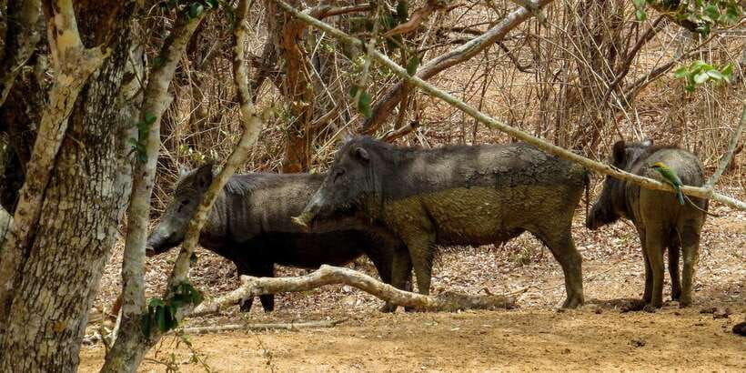 Sri Lanka: Yala National Park Private Safari - The park ride: trees, lagoons, and sand