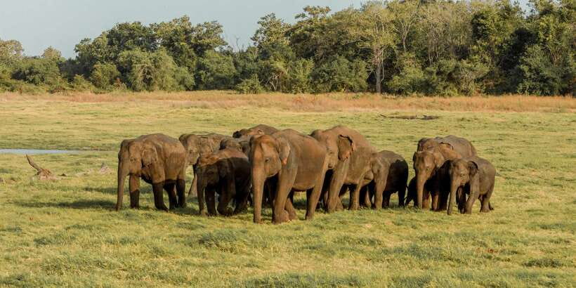 Sri Lanka: Yala National Park Private Safari - Dawn or dusk: choosing the better mood