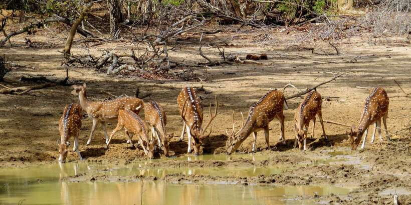 Sri Lanka: Yala National Park Private Safari - Is $43 per person good value?