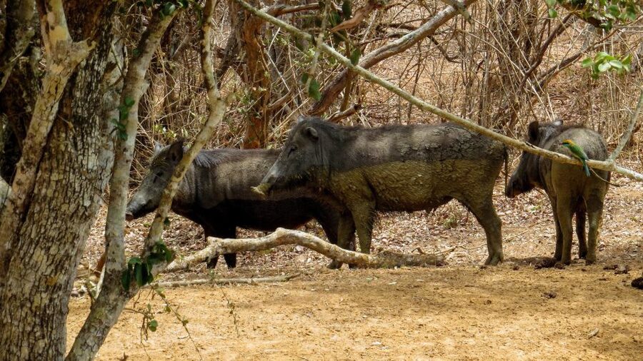 Sri Lanka: Yala National Park Private Safari - What to bring and what to leave behind