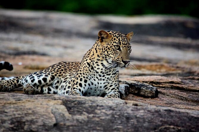 Sri Lanka Yala Wildlife Safari Tours - Key points before you book