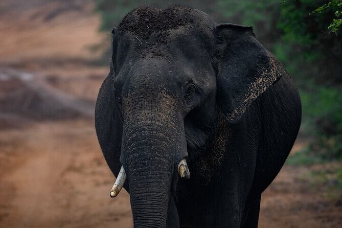 Sri Lanka Yala Wildlife Safari Tours - Why Yala’s first two hours matter