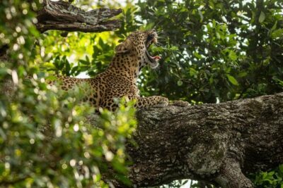 Sri Lanka Yala Wildlife Safari Tours