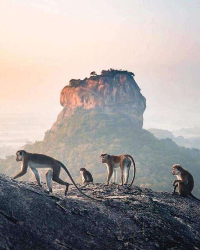 Sunrise or Sunset Hike Pidurangala Rock with Scenic Views - Forest paths, monastery ruins, and the final scramble