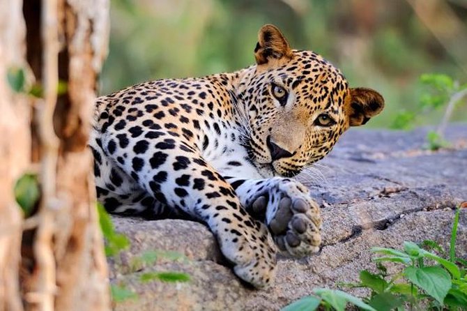 Super Luxury Jeep Safari at Yala National Park - A private jeep gives you room to watch
