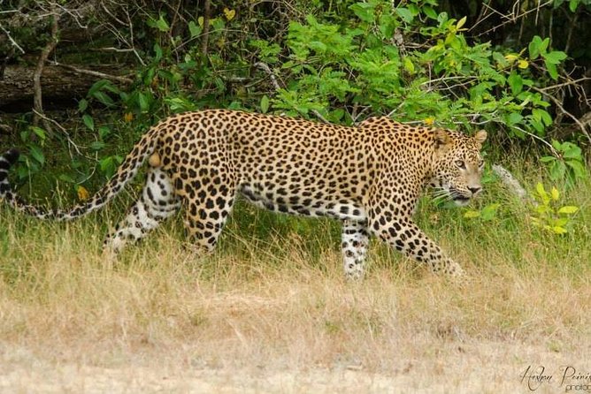 Super Luxury Jeep Safari at Yala National Park - Pickup from Yala, Tissamaharama, and Katharagama