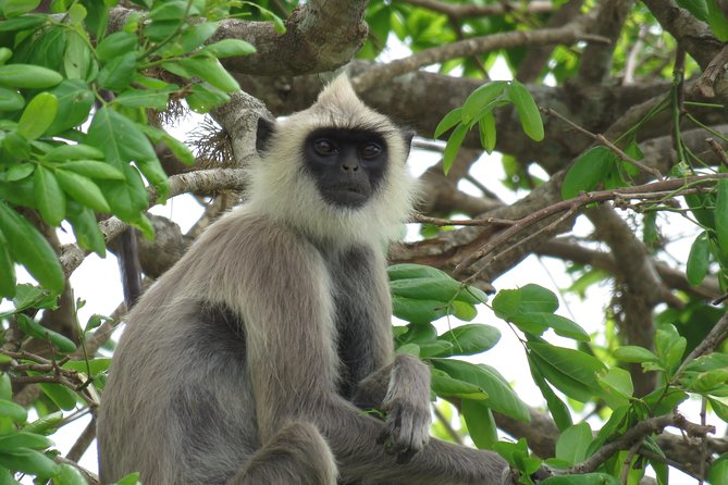 Super Luxury Jeep Safari at Yala National Park - The useful extras inside the jeep