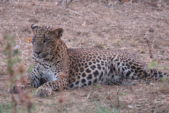 Super Luxury Jeep Safari at Yala National Park - Group size, comfort, and practical expectations